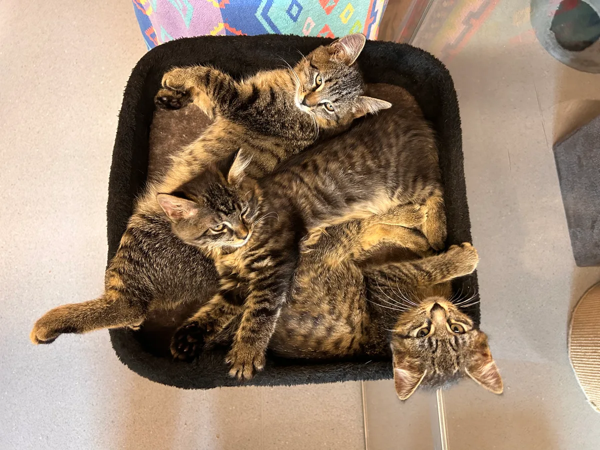 Bilder von den Katzen, die sich im Tierheim Strubeli in Hegnau (Volketswil) aufhalten.